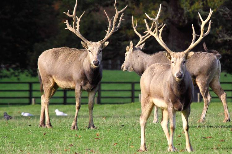 3 Pere David deers on grass by a fence, trees, with birds. Big eyes, dark coat, long antlers.