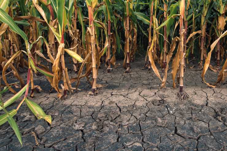 Drought devastated cornfield with brown, wilted corn stalks and leaves, and the dried cracked soil beneath.