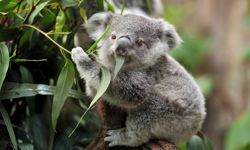 A young grey, white koala bear on a eucalyptus tree chewing on bright green eucalyptus leaves.