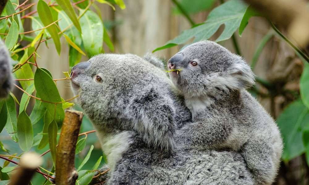 Female koala carries a baby on the back, they have grey fur, big black noses, and white patch fur on their chests. They eat eucalypt leaves.