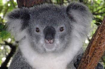 Female koala in brown tree has grey fur with white belly, black pointy claws, black nose, and brown eyes.