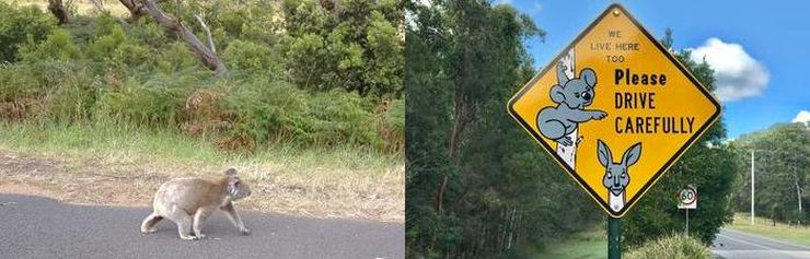 A grey koala is crossing the road, and on the left are the green bushes and trees. On the right side of the image is the koala warning road sign saying, " we live here, too. Please drive carefully". The yellow sign has the grey symbol of the koala and kangaroo.