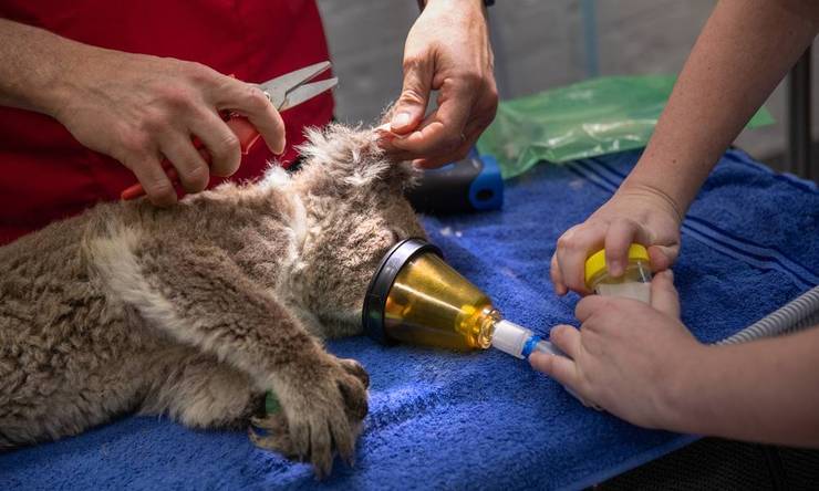 Brown koala in oxygen mask on blue towel; one hand with orange clipper near pink tag, another holding a yellow-capped container.