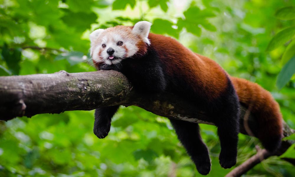 Red panda on tree with green leaves, dense reddish-brown fur, black belly & legs, white-lined ears, white muzzle, ringed tail.