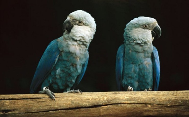 2 Spix's macaws on a cracked yellow branch; grey-blue heads, blue body, light underparts; facing opposite ways.