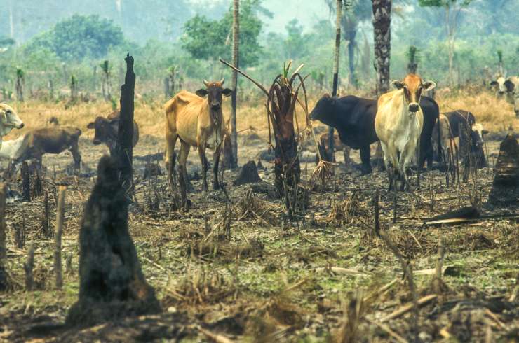 Cattle standing among burned trees and vegitation in the foreground with green forest in the background.