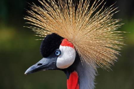 Black crowned crane with grey neck, red throat patch, golden feather crown, long thin beak curving slightly down at the tip.