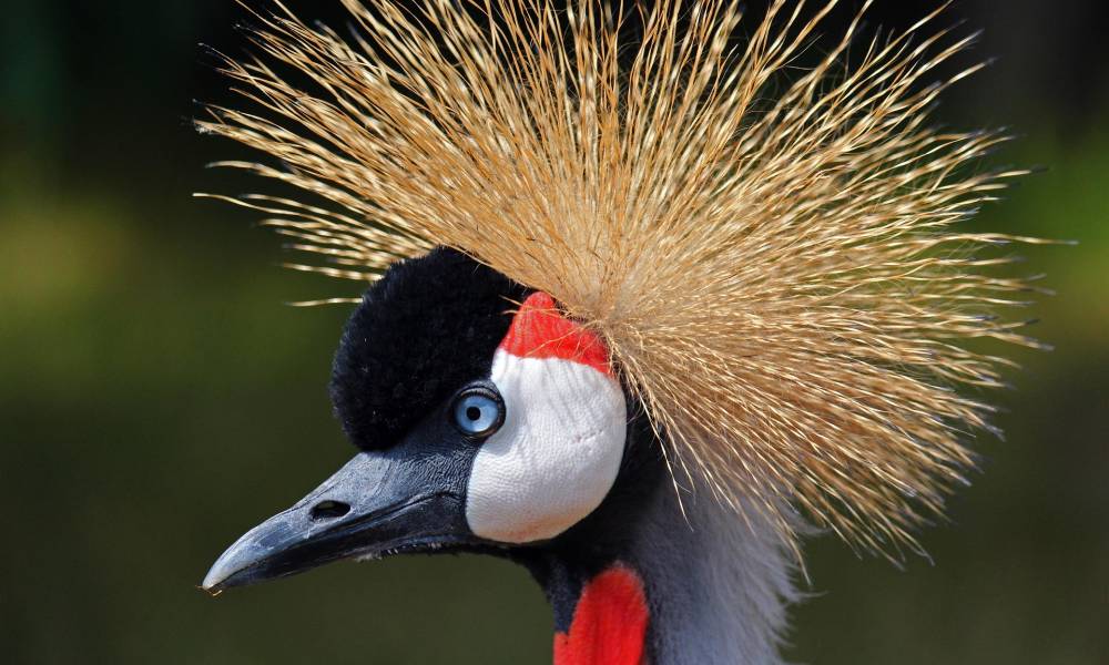 Black crowned crane with grey neck, red throat patch, golden feather crown, long thin beak curving slightly down at the tip.