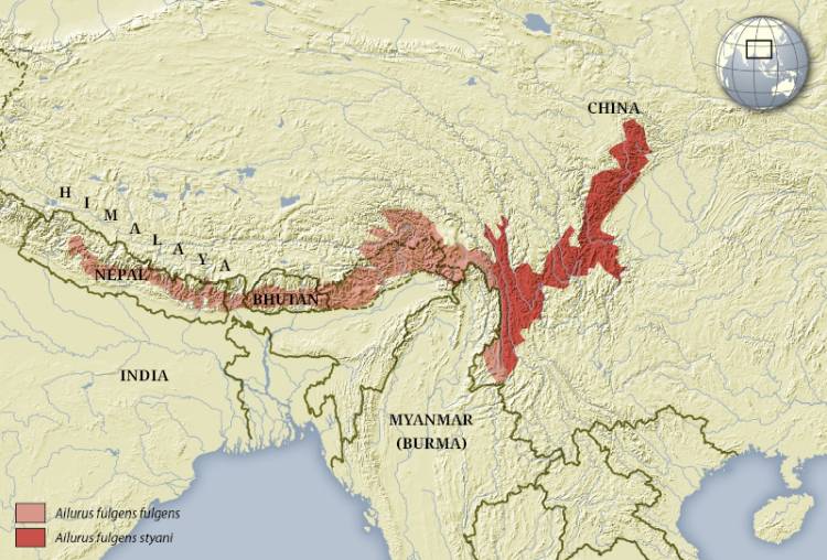 Red pand habitat map on the light yellow background. Locations that marks with red and coral color are where they live.