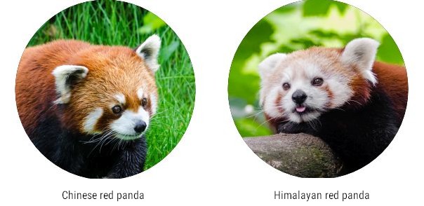 Chinese red panda has a redder facial coat and Himalayan red panda has a whiter facial coat.