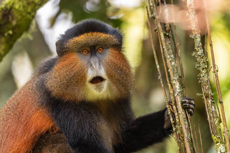 A golden monkey with long golden hair sits on a tree. Its left hand holds to a little branch that covers with light green moss, its eyes are golden and big. It has a golden-orange patch on the upper flanks and back.