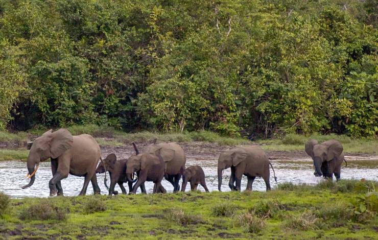 A herb African Forest Elephant walks on the grass along the small river that surrounds by big green trees on the other side of the river. Their skins are grey, tusks are long and white.