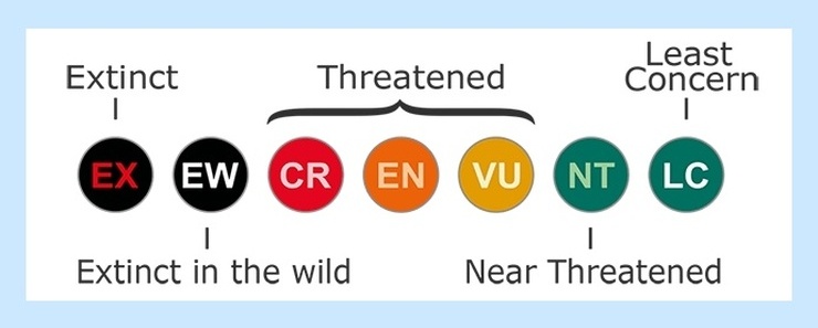 Image shows seven threat levels of speceis: Extinct, Extinct in the Wild, Critically Endangered, Endangered, Vulnerable, Near Threatened, Least Concern. All in the light blue background.