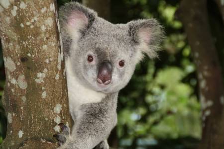 Koala holds a tree. Its fur is grey with white on the belly, claws are black and pointy, nose is black and it has little brown eyes