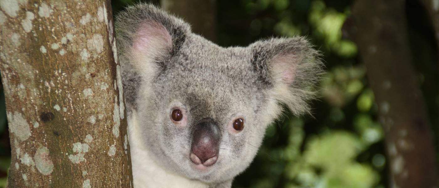 Koala holds a tree. Its fur is grey with white on the belly, claws are black and pointy, nose is black and it has little brown eyes