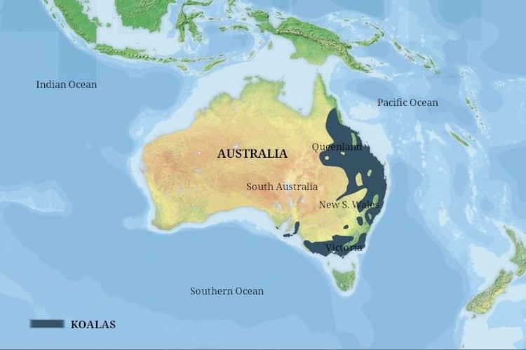 koala habitat map in yellow and blue ocean surround it.