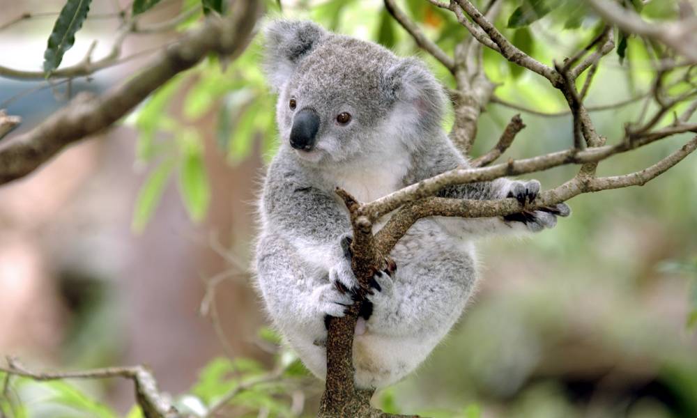 Baby Koala  is up a gum tree' (Eucalyptus). Its fur is grey with white on the belly, claws are black and pointy, nose is black and it has little brown eyes.