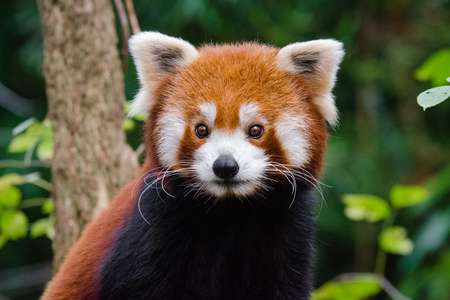 Red panda with dense reddish-brown fur, a black belly, black legs and nose, brown eyes, white-lined ears and muzzle.