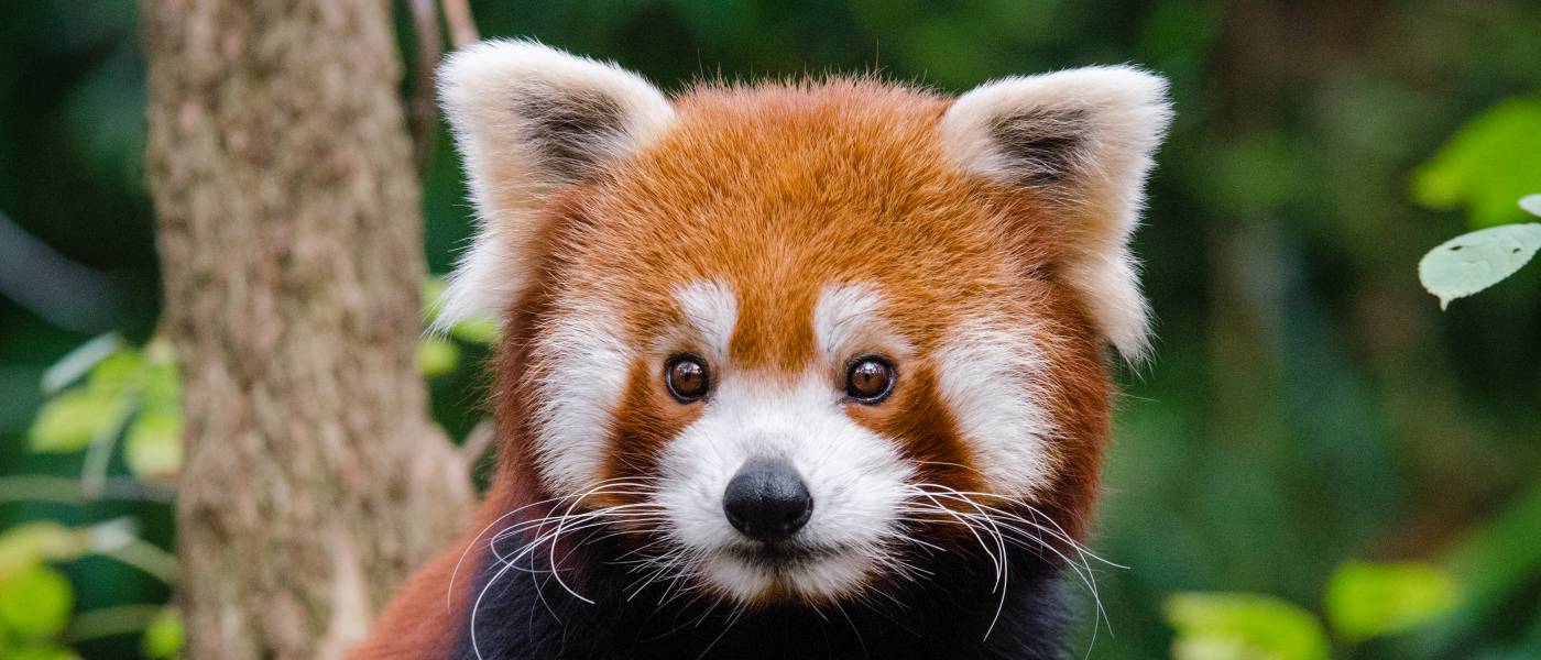 Rred panda looks straigh. It has dense reddish-brown fur, a black belly, black legs and nose, brown eyes, white-lined ears and muzzle.