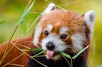 Photo of an endangered red panda