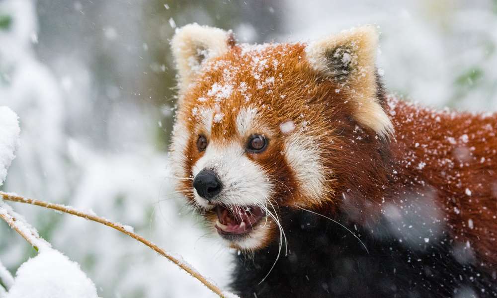 A photo of a red panda on the tree and its head covered with white snow on the white background. Its fur is reddish-orange and its body is black.