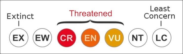 Image shows 3 threat levels of species: Critically Endangered, Endangered, Vulnerable. All in white background with back and grey color borders.