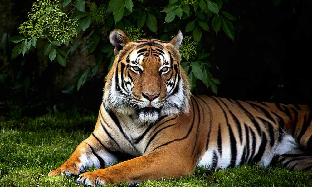 Sunda tiger (Sumatran tiger) with dark black stripes on orange and white fur, resting on green grass.