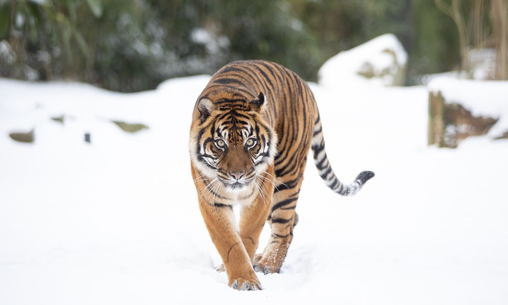 Sunda tiger (Sumatran tiger) with dark black stripes on orange and white fur, walking on snow with green trees behind him.