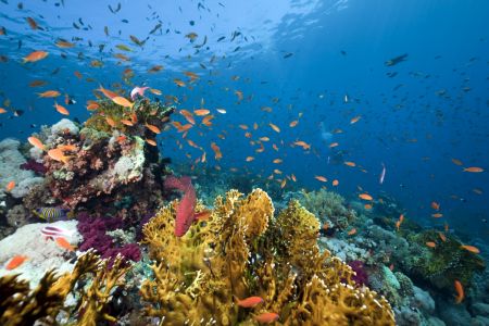 Red, yellow,orange and multicolor fish swimming around hard and soft coral reef under the blue sea.