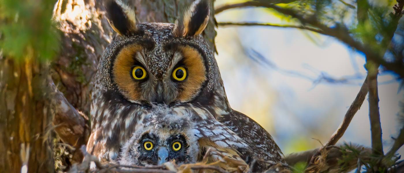 Mother &#038; baby long-eared owls nestle, their ears prominent. They have Brown-gray-beige plumage, yellow-orange eyes eyes.