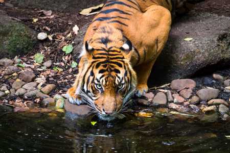 Adult Sumatran tiger drinks from pond, green, yellow leaves and grey stones on ground, black stripes on orange and white fur, yellow eyes.