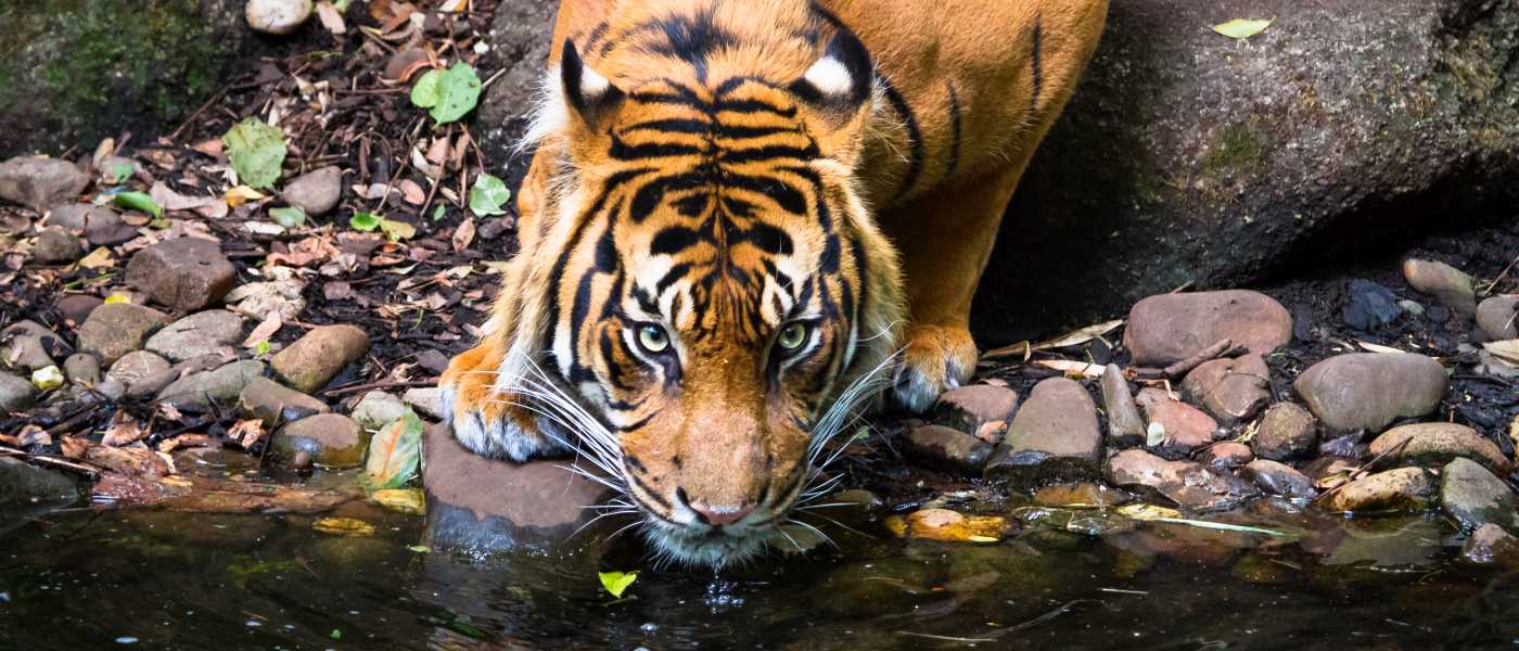 Sumatran tiger drinking water from a pond with some little green and yellow leaves and grey stones on the gound.  It has dark black stripes on orange and white fur, yellow eyes.