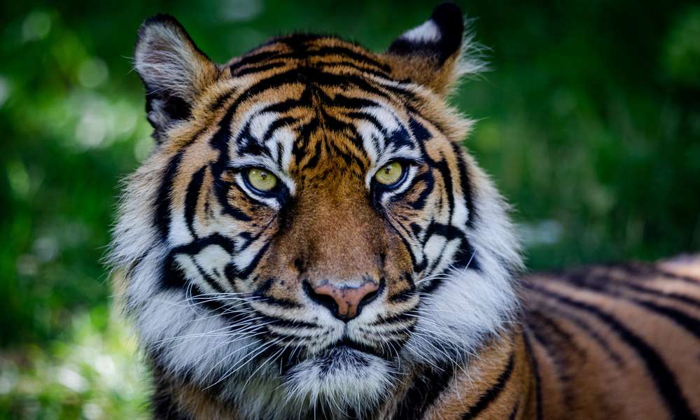 A photo of Sunda tiger with dark black stripes on orange, white fur looking straight toward you on the green background. Its eyes are light yellow.