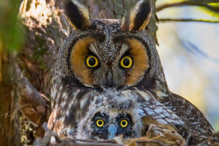 Mother &#038; baby long-eared owls nestle, their ears prominent. They have Brown-gray-beige plumage, yellow-orange eyes eyes.