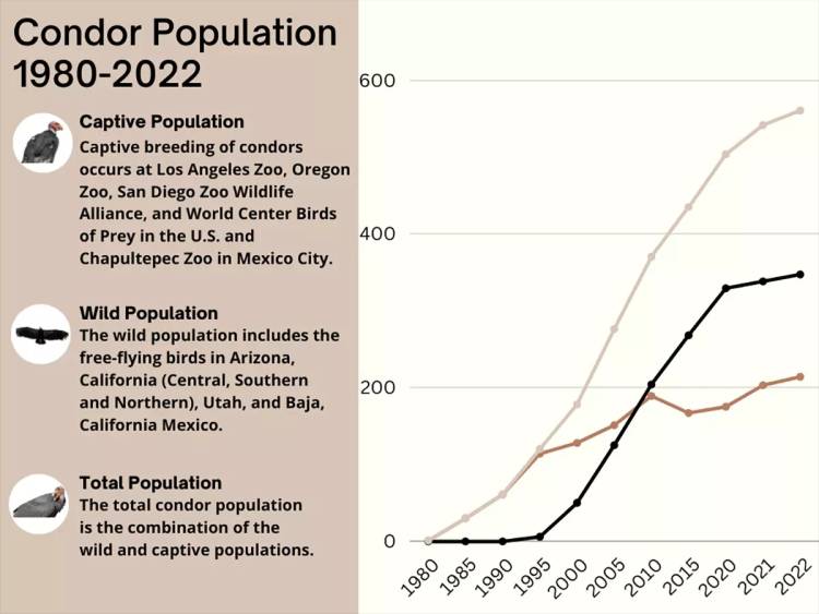 California Condor Population Graph in the light brown and cream color from 1920 to 2022.