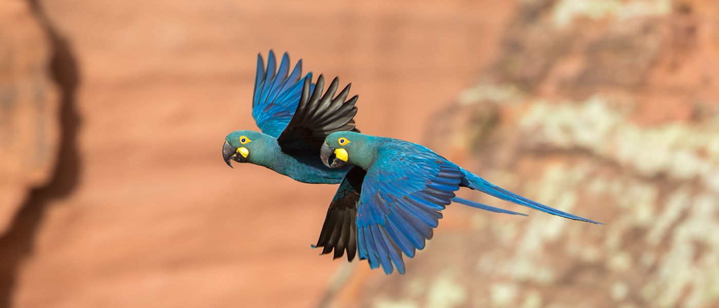 Two Lear's Macaws flying, sporting vivid blue plumage, dark accents on heads, wings, tails. Yellowish-green eyes, whitish eye-ring, yellow base on black bills.