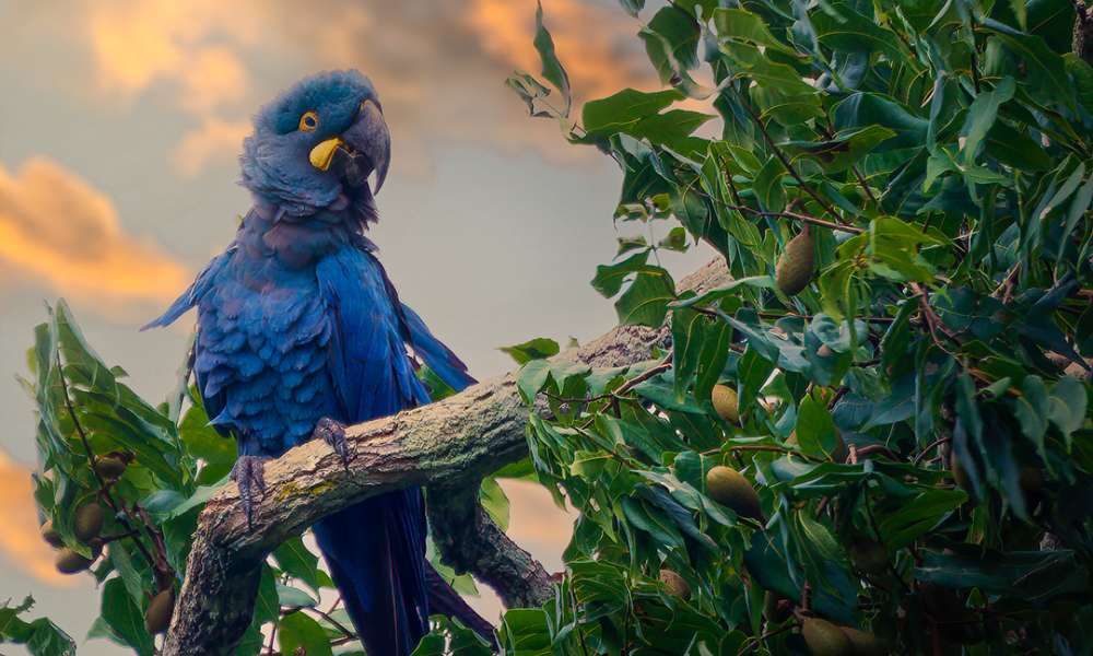 Lear's Macaws perched on a tree. It has deep blue feathers, dark head/wings/tail, yellowish-green eyes, black beaks.