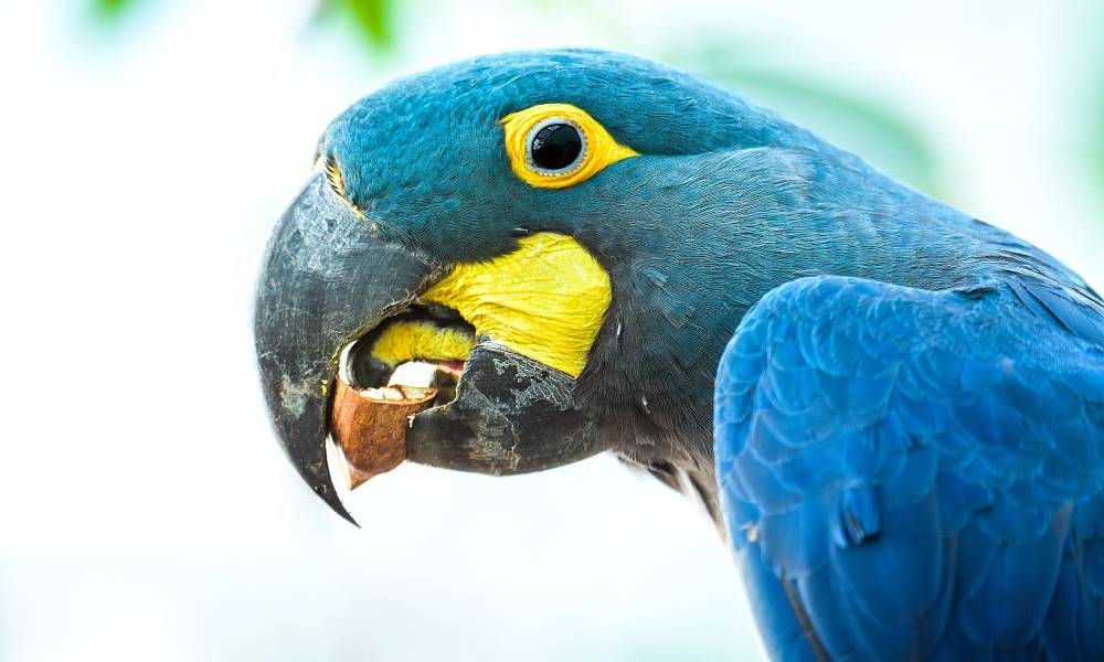 Lear's Macaw head’s photo. It has dark purplish blue, grayish-green accents on its head and breast, yellow patch appears at the base of its black beak.