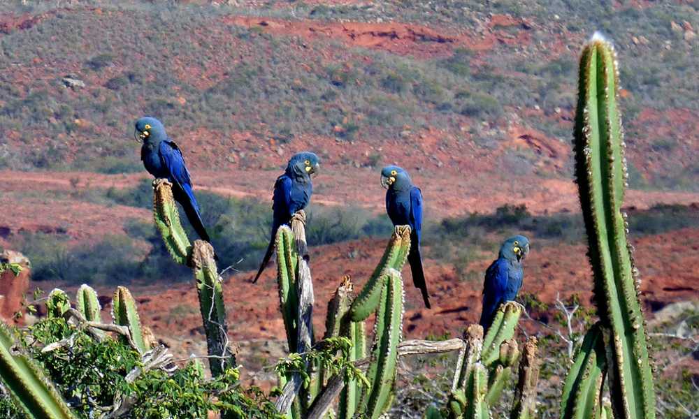 Lear's Macaws have vibrant blue bodies, dark head/wings/tail, yellowish-green eyes, black beaks, perched on cactus with red soil, green bushes.