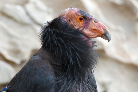 California Condor with bald red and orange head, dark plumage, large hooked beak, brown eyes with yellow and orange hues.