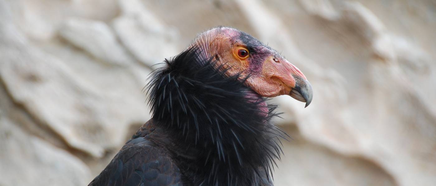 California Condor on the rocky mountain, its head is bald and colored a vibrant shade of red or orange, which contrasts beautifully with its dark plumage. Its beak is large and hooked. Its eyes are brown with yellow to orange color outside the eyes.