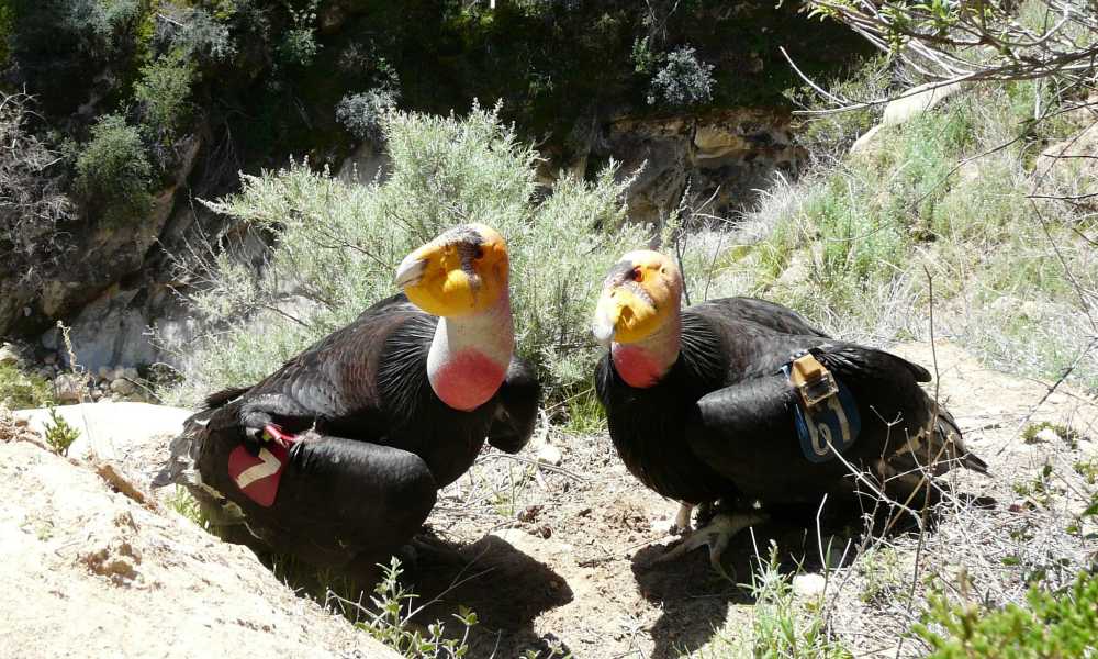 Two California Condors with bald red and orange heads, dark plumages, large hooked beaks, brown eyes with yellow and orange hues.