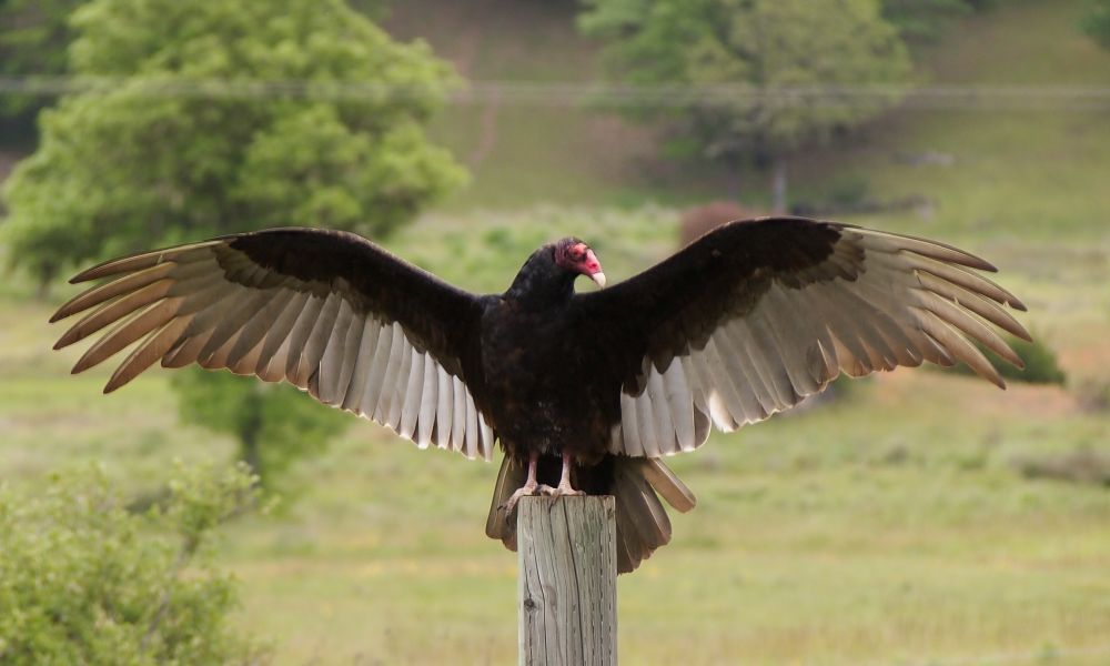 A photo of a posing California Condor, a large brown carrion bird, perched on a barbed wire fence post, behide is the big green trees and green grass.  The condor's head is bald and colored a vibrant shade of red or orange, which contrasts beautifully with its dark plumage. Its beak is large and hooked. The feet are grayish-white in color.