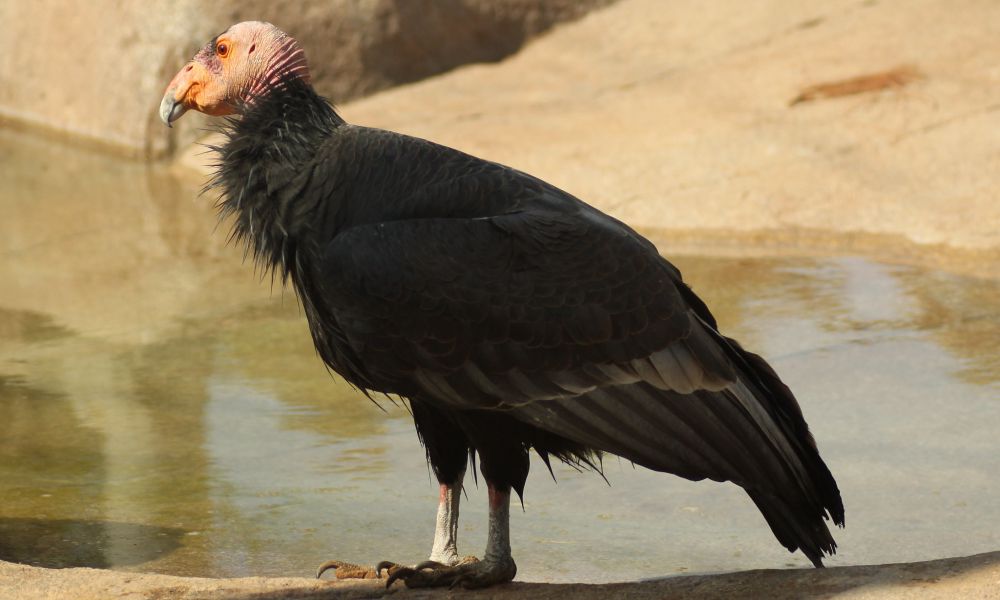 California Condor stands by the light yellowish rocky mountain edge looking to the right.  its head is bald and colored a vibrant shade of red or orange, which contrasts beautifully with its dark plumage. Its beak is large and hooked. Its eyes are brown with yellow to orange color outside the eyes. The feet are grayish-white in color with sharp claws.