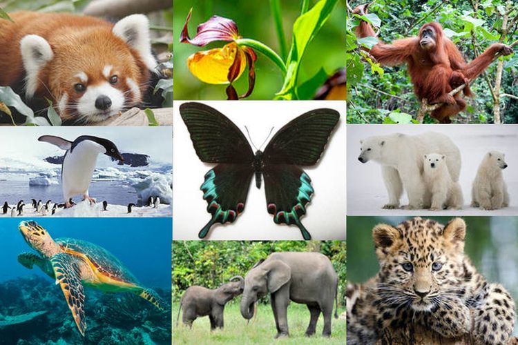 Endangered species: red panda, slipper orchid, orangutan, adelie penguin, Luzon peacock swallowtail butterlfy, polar bear, hawkbill sea turtle, african forest elephant,amur leopard.