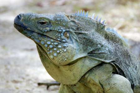 A portrait of a Blue Iguana head. It has dusky blue to dark grey skin with hardly visible cross bands, black eyes with a little red haft-circle in the end.