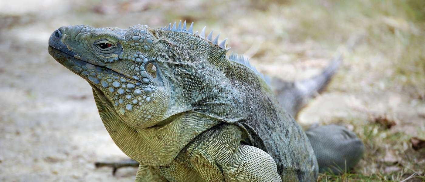 A portrait of a Blue Iguana head. It has dusky blue to dark grey skin with hardly visible cross bands, black eyes with a little red haft-circle in the end.