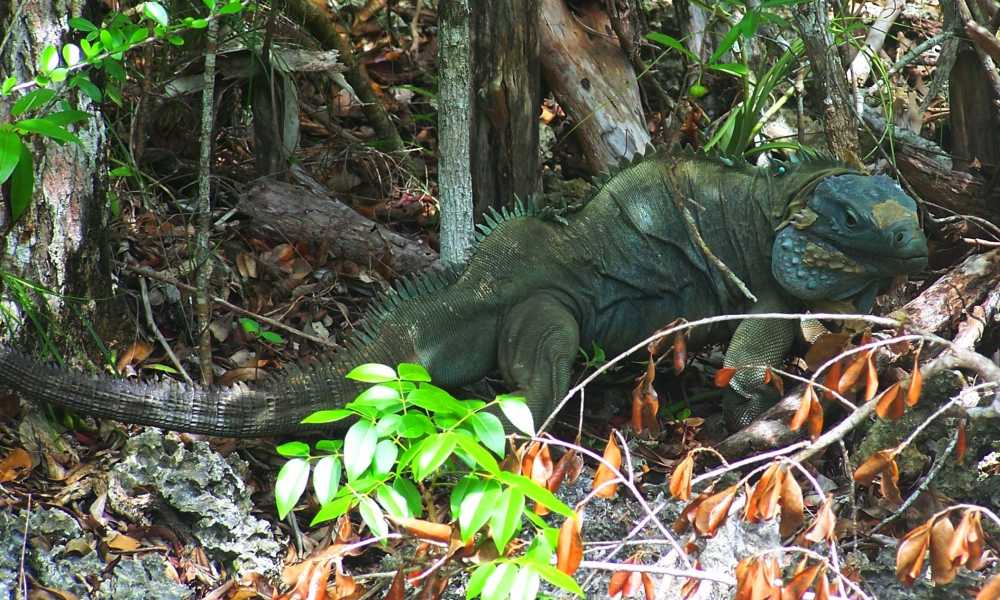 Blue iguana resting on a ground. Colors range from dusky blue to deep gray, black eyes & sharp claws.