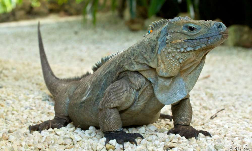 Blue iguana on the gravel ground. Colors range from dusky blue to deep gray, black eyes & sharp claws.