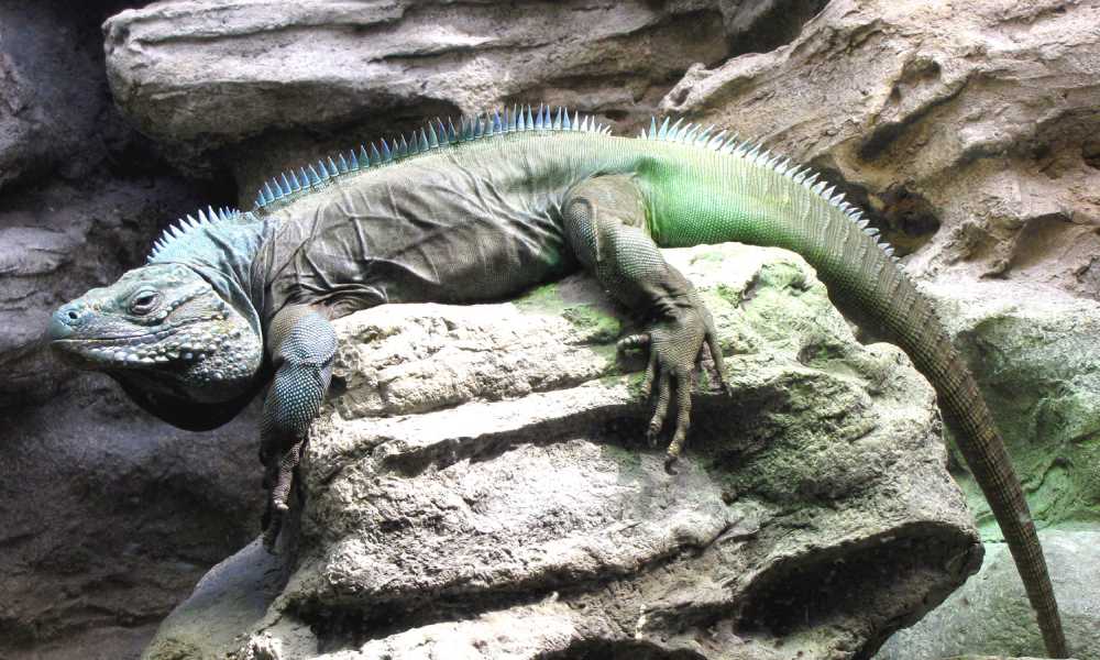 Blue iguana adorned with bands, atop a boulder. Colors range from dusky blue to deep gray, black eyes & sharp claws.